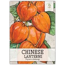 Attēlu rezultāti vaicājumam “Physalis alkekengi fruit”