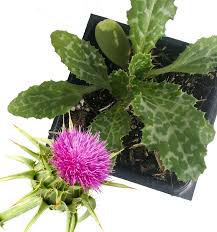 Image result for Silybum marianum