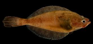 Image result for Myzopsetta ferruginea