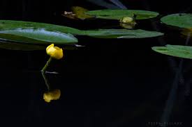Attēlu rezultāti vaicājumam “Nuphar lutea fruit”