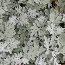 Attēlu rezultāti vaicājumam “Pulsatilla patens leaf”