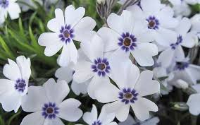 Image result for Phlox (großblumig)