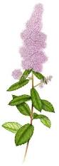 Attēlu rezultāti vaicājumam “Spiraea salicifolia”