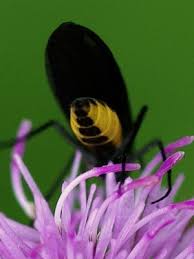 Attēlu rezultāti vaicājumam “Sciara analis”