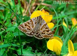 Attēlu rezultāti vaicājumam “Callistege mi”