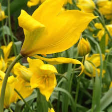 Attēlu rezultāti vaicājumam “Tulipa sylvestris”