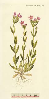 Attēlu rezultāti vaicājumam “Centaurium littorale”