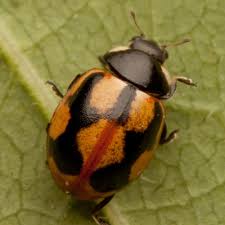 Attēlu rezultāti vaicājumam “Coccinella hieroglyphica”