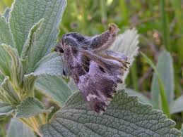 Attēlu rezultāti vaicājumam “Carcharodus floccifera upperside”