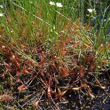 Attēlu rezultāti vaicājumam “Drosera anglica leaf”