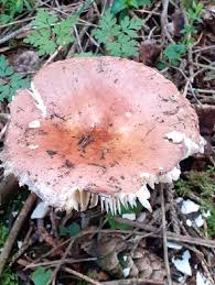 Attēlu rezultāti vaicājumam “Russula vesca”
