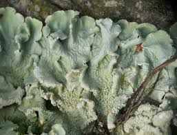 Attēlu rezultāti vaicājumam “Flavoparmelia caperata”