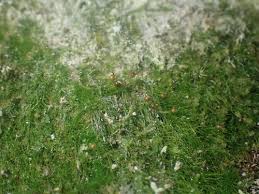 Attēlu rezultāti vaicājumam “Seligeria pusilla sporophyte”