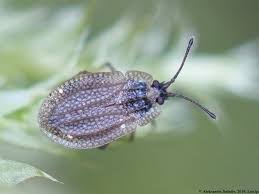 Attēlu rezultāti vaicājumam “Acalypta carinata”