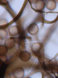 Attēlu rezultāti vaicājumam “Paradiacheopsis rigida stalked”