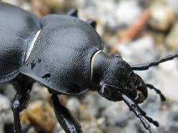 Attēlu rezultāti vaicājumam “Carabus glabratus”