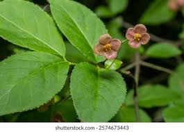 Attēlu rezultāti vaicājumam “Euonymus verrucosus”