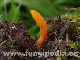 Attēlu rezultāti vaicājumam “Clavulinopsis helvola”