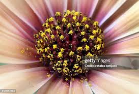 Image result for Chrysanthemum segetum