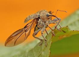 Attēlu rezultāti vaicājumam “Curculio venosus”