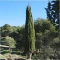 The World´s Tree Species: Mediterranean Cypress - Cupressus ...