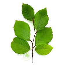 Attēlu rezultāti vaicājumam “Fagus sylvatica leaf”