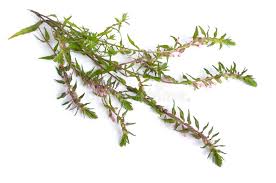 Attēlu rezultāti vaicājumam “Odontites vulgaris fruit”