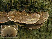 Attēlu rezultāti vaicājumam “Inonotus leporinus”