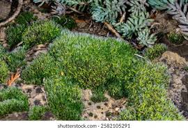 Attēlu rezultāti vaicājumam “Grimmia pulvinata sporophyte”