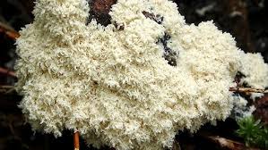 Attēlu rezultāti vaicājumam “Fuligo cinerea”