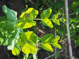 Attēlu rezultāti vaicājumam “Pisum sativum leaf”