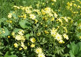 Attēlu rezultāti vaicājumam “Senecio vernalis bud”