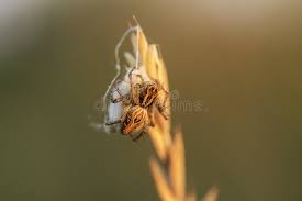 Attēlu rezultāti vaicājumam “Aranei”