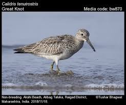 Image result for Calidris tenuirostris