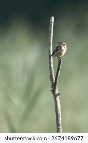 Attēlu rezultāti vaicājumam “Saxicola rubetra adult”