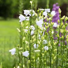 Image result for Campanula medium