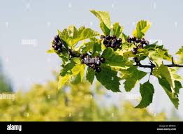 Attēlu rezultāti vaicājumam “Crataegus chlorosarca”