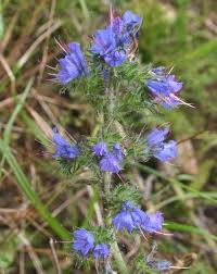Attēlu rezultāti vaicājumam “Echium vulgare bud”
