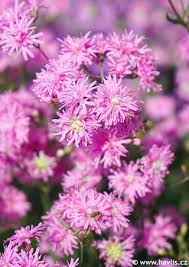 Image result for Lychnis flos-cuculi