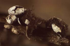 Attēlu rezultāti vaicājumam “Diderma testaceum sessile”