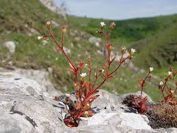 Attēlu rezultāti vaicājumam “Saxifraga tridactylites fruit”