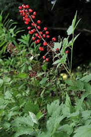 Image result for Christophskraut