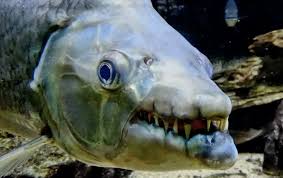 Image result for Goliath Tigerfish