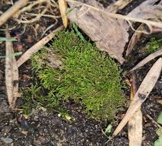 Attēlu rezultāti vaicājumam “Hygroamblystegium humile”