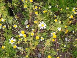 Attēlu rezultāti vaicājumam “Matricaria chamomilla”