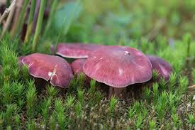 Attēlu rezultāti vaicājumam “Tricholomopsis rutilans”