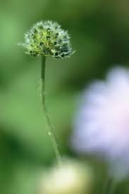 Attēlu rezultāti vaicājumam “Knautia arvensis bud”