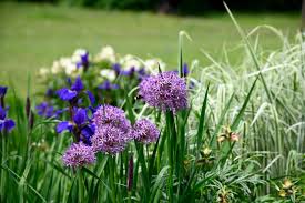 Image result for Zierlauch