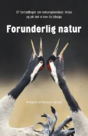 Attēlu rezultāti vaicājumam “Fuligo septica var. rufa”