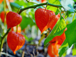 Image result for Lampionblume